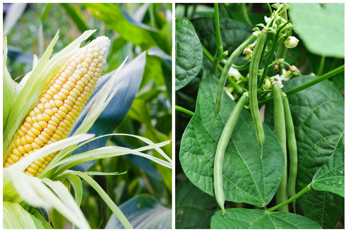 Corn and beans